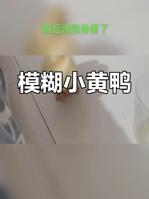 2025年小黄鸭视频xhyapp1必学技巧：5个行业专家推荐的爆款制作秘籍