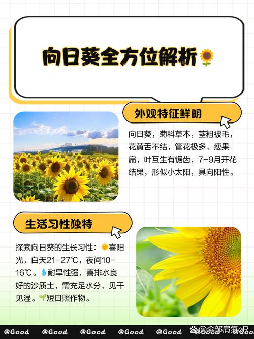 你是否也在寻找向日葵视频xrk1_3_0ark的高效使用技巧?这里有10个突破性解决方案! 你是否也在寻找向日葵视频xrk1_3_0ark的高效使用技巧?这里有10个突破性解决方案!