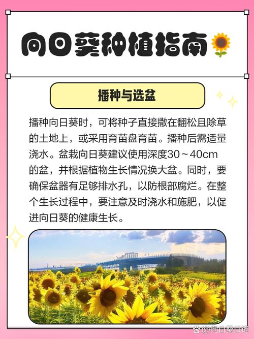 你是否也在寻找向日葵视频xrk1_3_0ark的高效使用技巧?这里有10个突破性解决方案! 你是否也在寻找向日葵视频xrk1_3_0ark的高效使用技巧?这里有10个突破性解决方案!