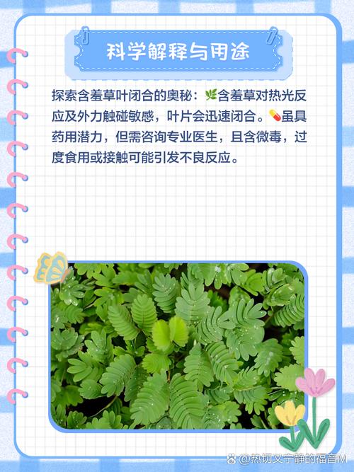 2025免费资源揭秘:含羞草实验室入口高效解决方案与核心功能解析 2025免费资源揭秘:含羞草实验室入口高效解决方案与核心功能解析