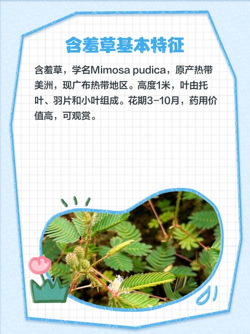 2025免费资源揭秘:含羞草实验室入口高效解决方案与核心功能解析 2025免费资源揭秘:含羞草实验室入口高效解决方案与核心功能解析