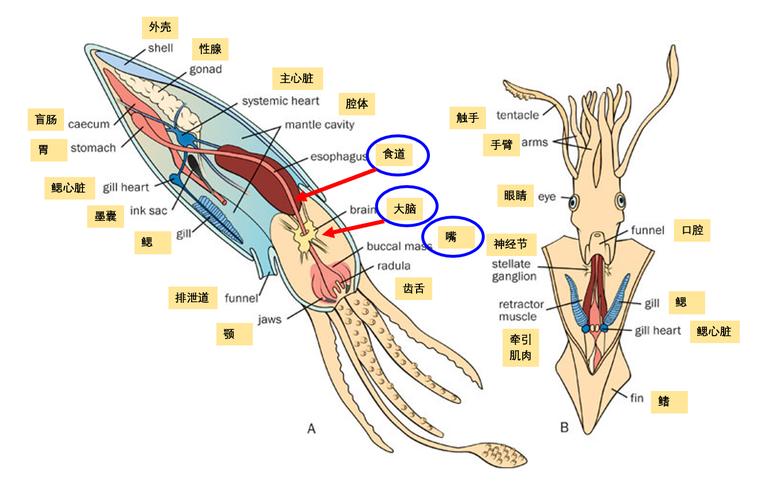 鱿鱼网进入官网by1259的正确方式:3个被忽视的核心技巧与深度解析 鱿鱼网进入官网by1259的正确方式:3个被忽视的核心技巧与深度解析