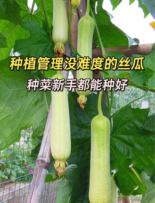 香蕉丝瓜高效种植指南：5大花季管理技巧助力绿巨人传媒视频素材高产