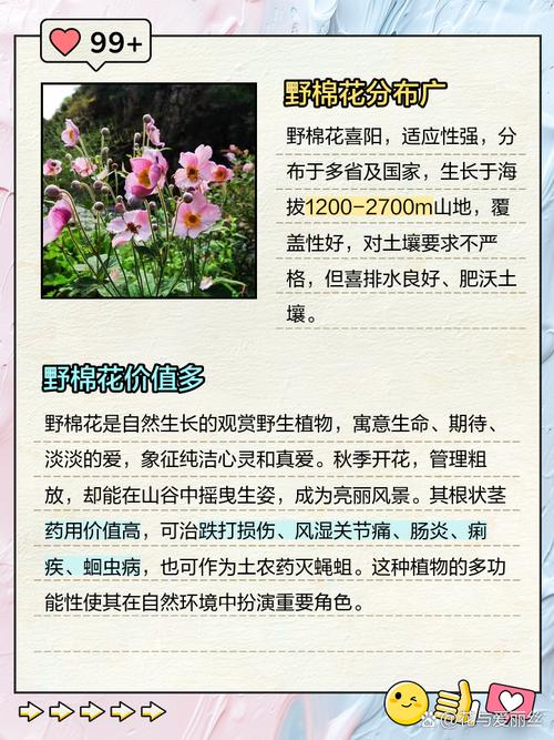 野花视频新版为何引发热议？五大核心功能解析与用户痛点解决方案