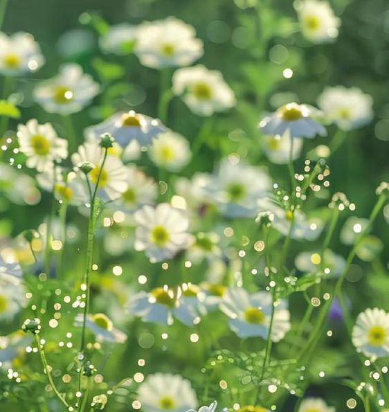 野花视频最新免费高清版：3大平台+5种技巧轻松获取108P资源