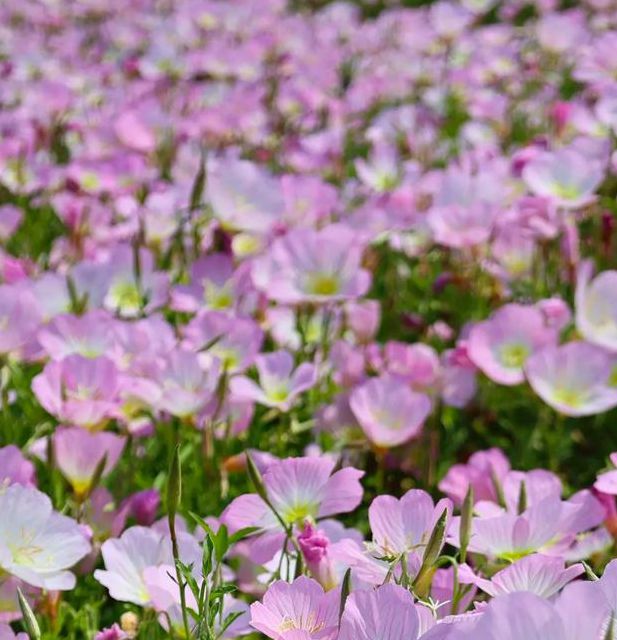 野花视频最新免费高清版：3大平台+5种技巧轻松获取108P资源