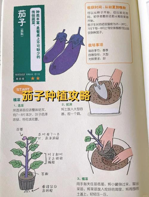 家庭园艺入门指南：茄子丝瓜草莓芭乐向日葵种植技巧与青少年实践方案