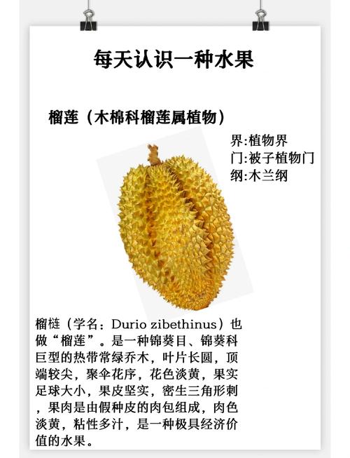 榴莲丝瓜黄瓜草莓向日葵挑选技巧：健康饮食搭配秘籍与常见误区解析