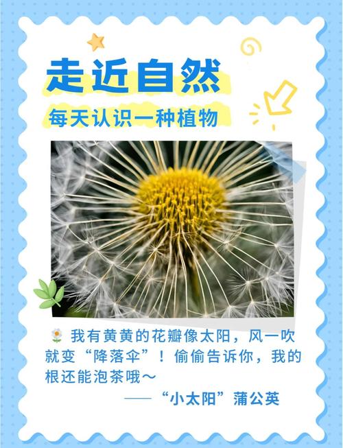 野花视频1.1.安卓版深度评测:10大核心功能解析与高清资源下载指南 野花视频1.1.安卓版深度评测:10大核心功能解析与高清资源下载指南