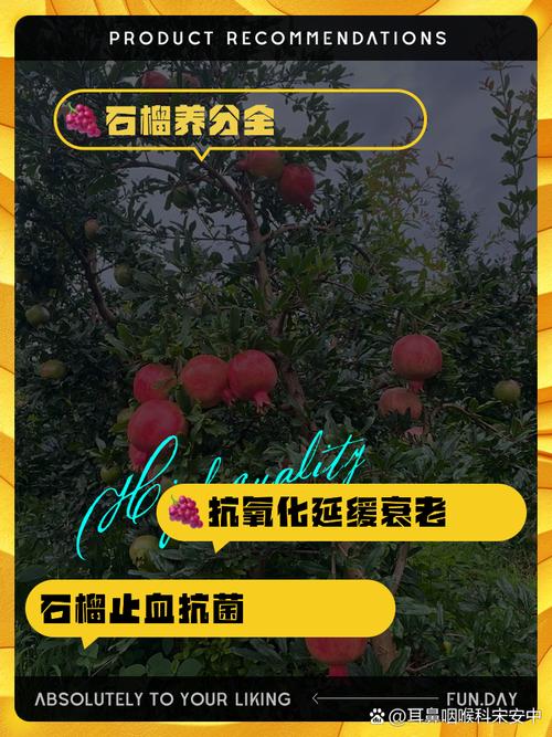 免费版 vs 永久版：石榴视频哪个更适合长期存储需求？深度解析用户痛点与解决方案