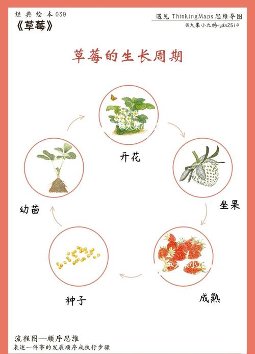 幸福宝草莓 vs 绿巨人：品种对比与种植技术全解析（口感差异揭秘）