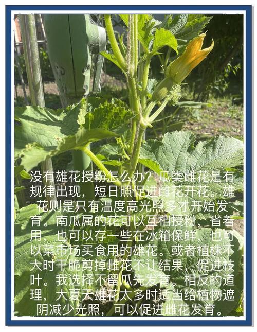 家庭种植必看!草莓丝瓜向日葵黄瓜高产秘诀,绿巨人免费技术解析 家庭种植必看!草莓丝瓜向日葵黄瓜高产秘诀,绿巨人免费技术解析