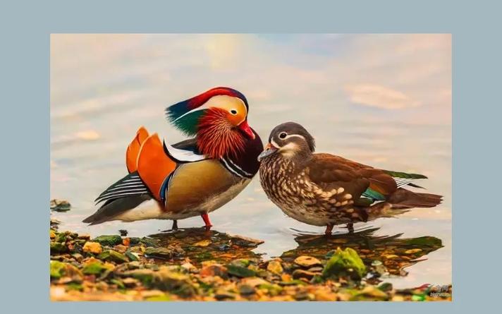 爱情鸟视频高清完整版免费观看指南：独家资源推荐与安全下载技巧