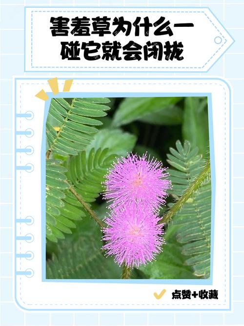 为何含羞草影院能让你告别剧荒？资深影迷揭秘它的独特魅力！