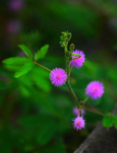 为何含羞草影院能让你告别剧荒？资深影迷揭秘它的独特魅力！