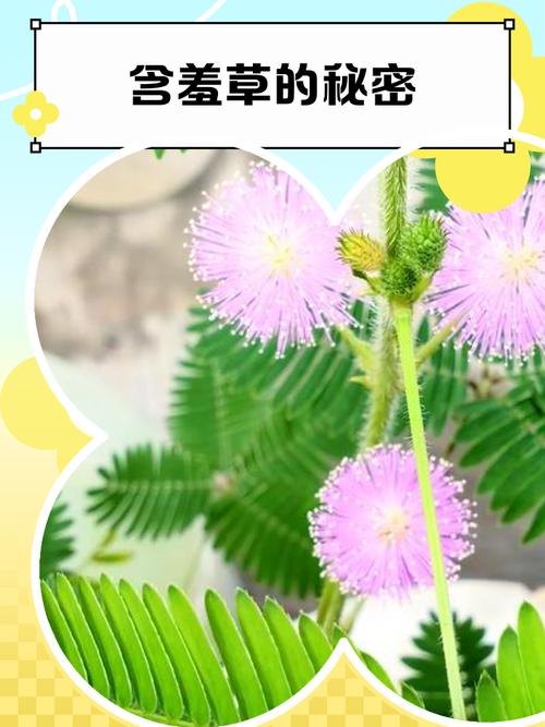 为何含羞草影院能让你告别剧荒？资深影迷揭秘它的独特魅力！