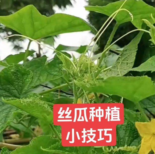 5个幸福宝丝瓜向日葵种植技巧，轻松收获健康与快乐！