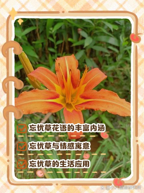 免费获取忘忧草中文版高清资源，三步教你打造居家放松花园