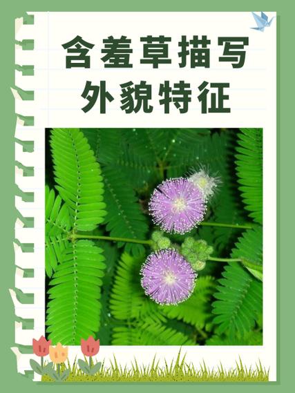 你是否在寻找高质量的免费电影资源？含羞草免费影院全面解析！