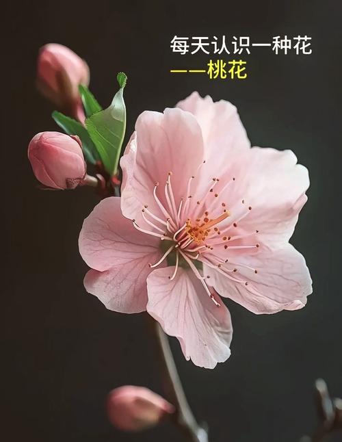 10个专家秘笈:桃花视频高清免费观看app最佳使用指南,轻松提升观影体验 10个专家秘笈:桃花视频高清免费观看app最佳使用指南,轻松提升观影体验