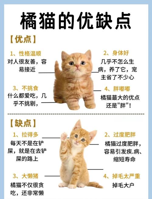 橘猫影视隐藏功能大揭秘！这样追剧更过瘾，90%的人竟然不知道？