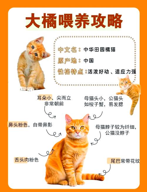 橘猫影视隐藏功能大揭秘！这样追剧更过瘾，90%的人竟然不知道？