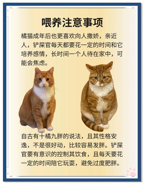 橘猫影视隐藏功能大揭秘！这样追剧更过瘾，90%的人竟然不知道？