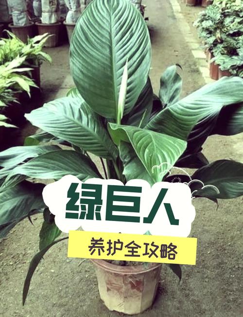 5个权威专家推荐的绿巨人聚合app下载已修复的终极指南