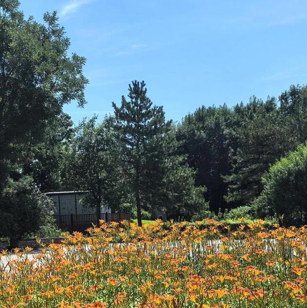 你是否也在寻找忘忧草资源在线观看播放的最佳方式？这里有5个高效技巧！