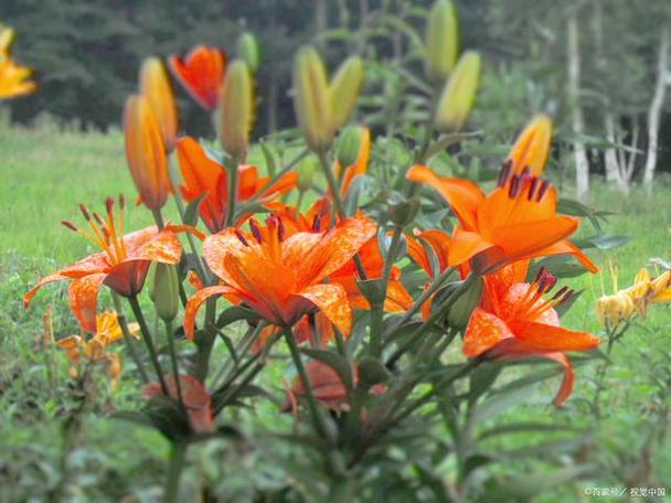 你是否也在寻找忘忧草资源在线观看播放的最佳方式？这里有5个高效技巧！