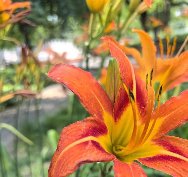 你是否也在寻找忘忧草资源在线观看播放的最佳方式？这里有5个高效技巧！