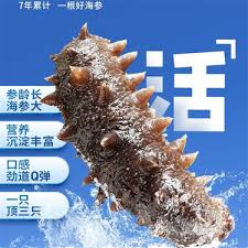 海参属于软体动物吗——它是否归类为软体动物？ 
