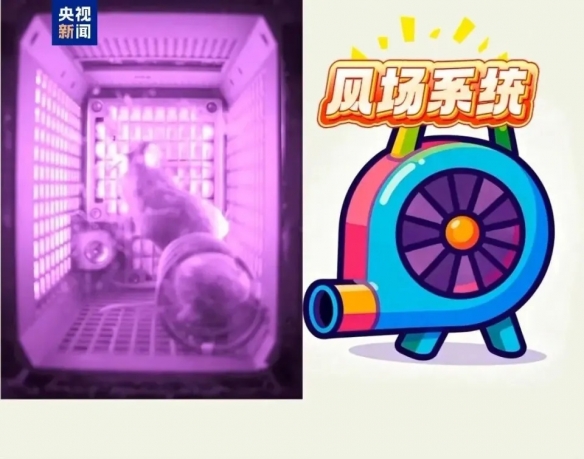 我,鼠鼠,已经平安归来!神舟航天员携带近百斤“太空特产”回到地面
我,鼠鼠,已经平安归来!神舟航天员携带近百斤“太空特产”回到地面