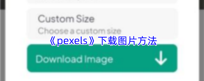 《pexels》平台图片获取指南