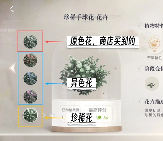 《恋与深空》全新家园养花懒人指南：简易培育技巧一览