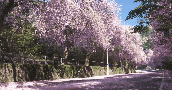 《地平线6》引入融合日本文化元素的季节系统：夏季展现锦鲤风采，秋季则呈现云海奇观