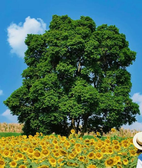 向日葵.combo2.0站长统计