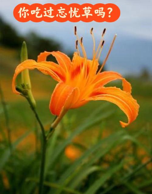 忘忧草wyc.apk1055免费版