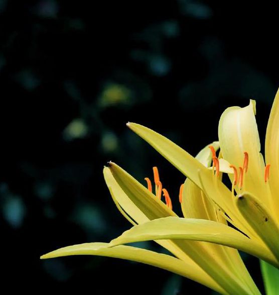 忘忧草wyc.apk1055免费版