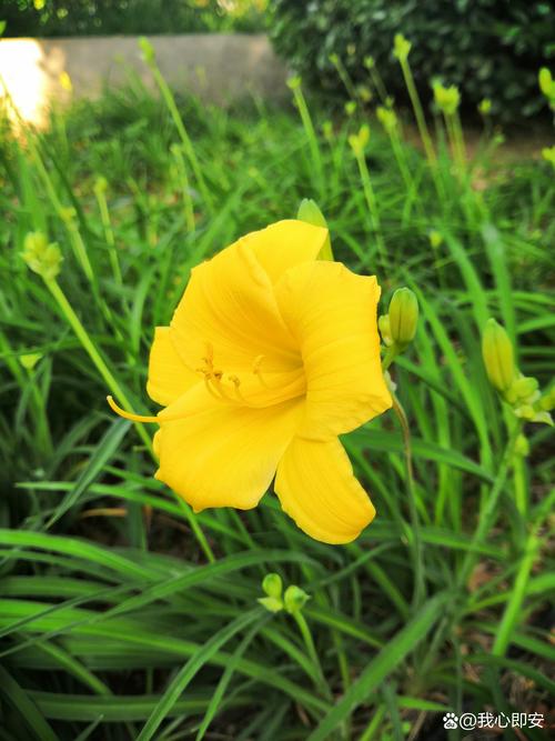 忘忧草wyc.apk1055免费版