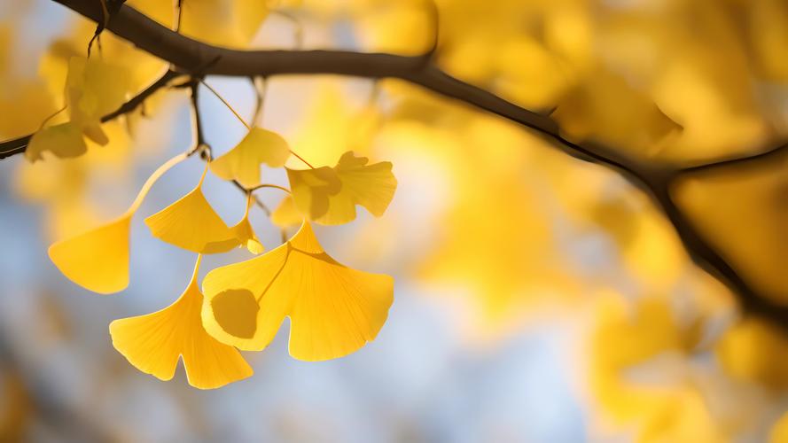 银杏视频免费版