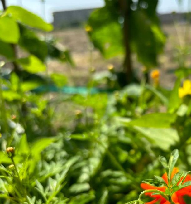 草莓榴莲向日葵18岁大全列表污