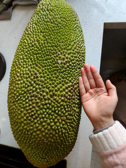 菠萝蜜视频播放器