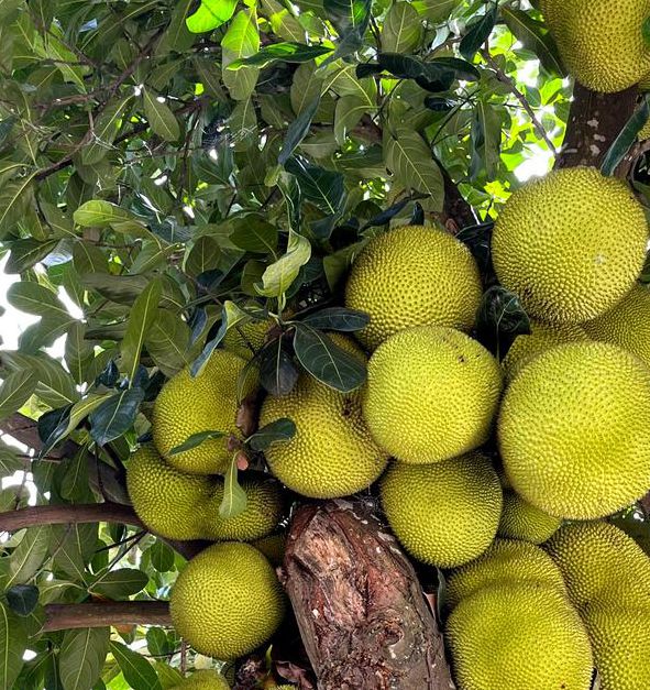 菠萝蜜视频播放器