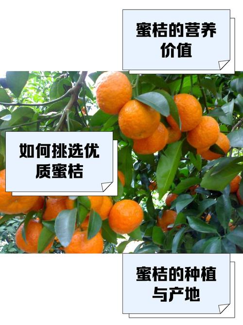 japonensisjava蜜橘出入