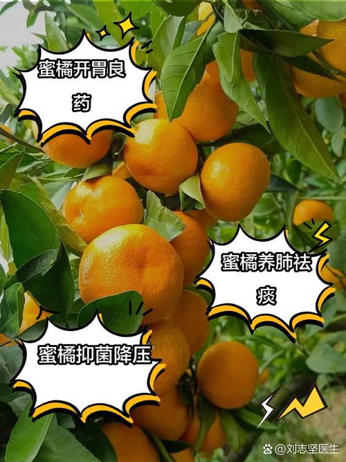 japonensisjava蜜橘出入