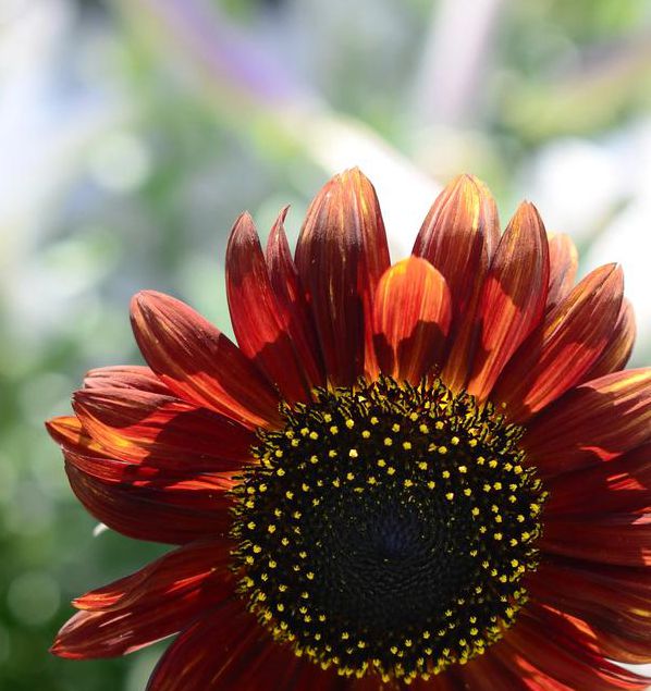 向日葵xrk1_3_0免费