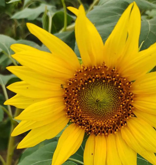 向日葵xrk1_3_0免费