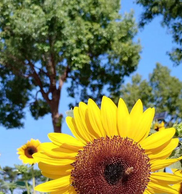 向日葵xrk1_3_0免费