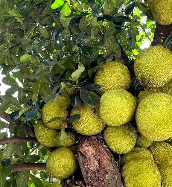 菠萝蜜视频最新在线观看